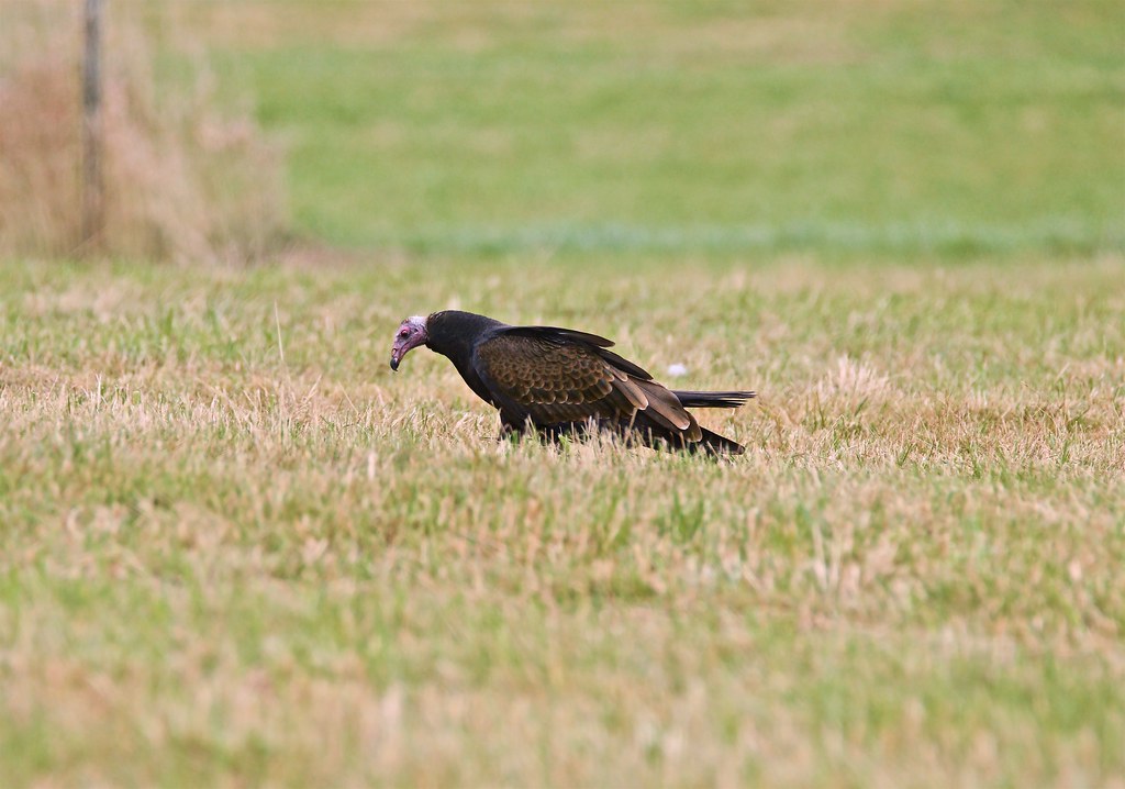 Freshly cut field attracts opportunists Turkey Vulture, Ca… Flickr
