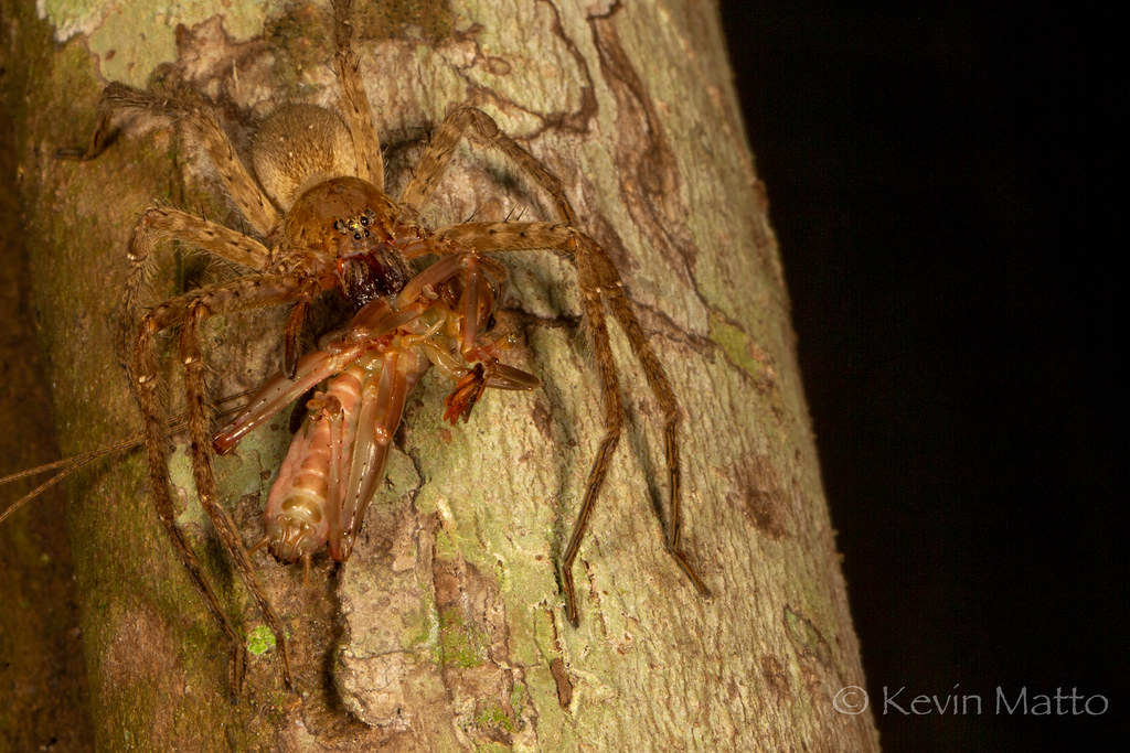 Wandering Spider with prey An aggressive, jumping spider 1… Flickr