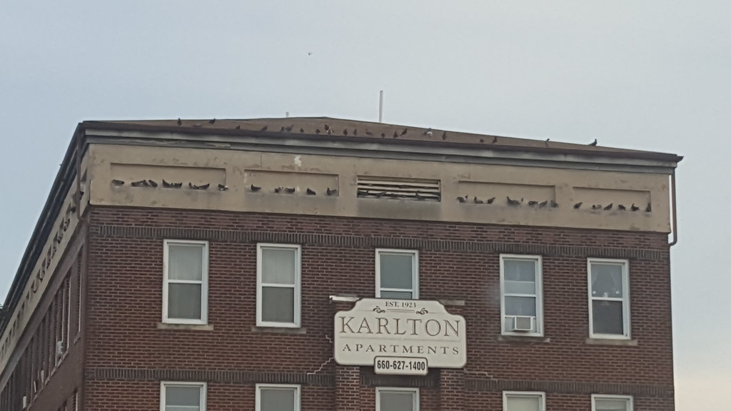 Rock Pigeons on Karlton Apartments These rock pigeons, Col… Flickr