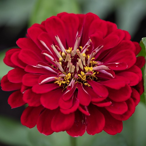 Zinnia Meteor Red Flower macro Fuji XH1 with 80mm f2.8 WR… Flickr