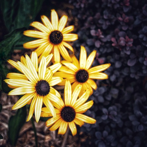 Brampton Ontario Canada Alderlea Mansion Garden Flo… Flickr