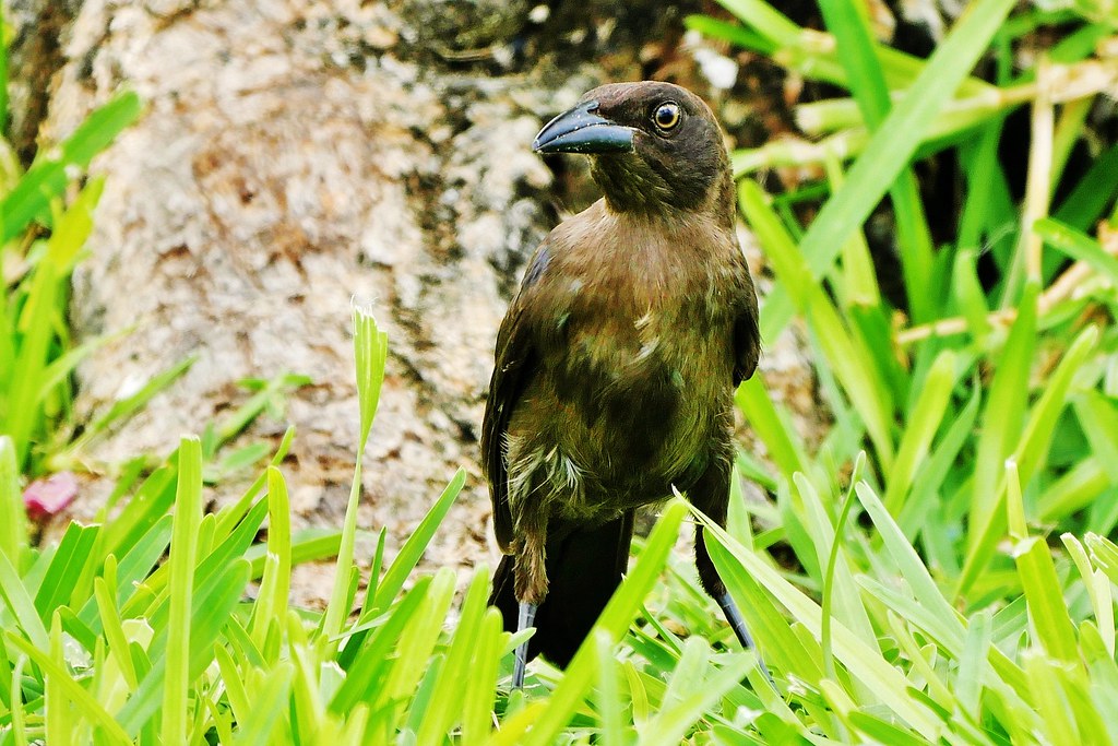 Common Grackle (Quiscalus quiscula) Near The Gulf Of Mexic… Flickr