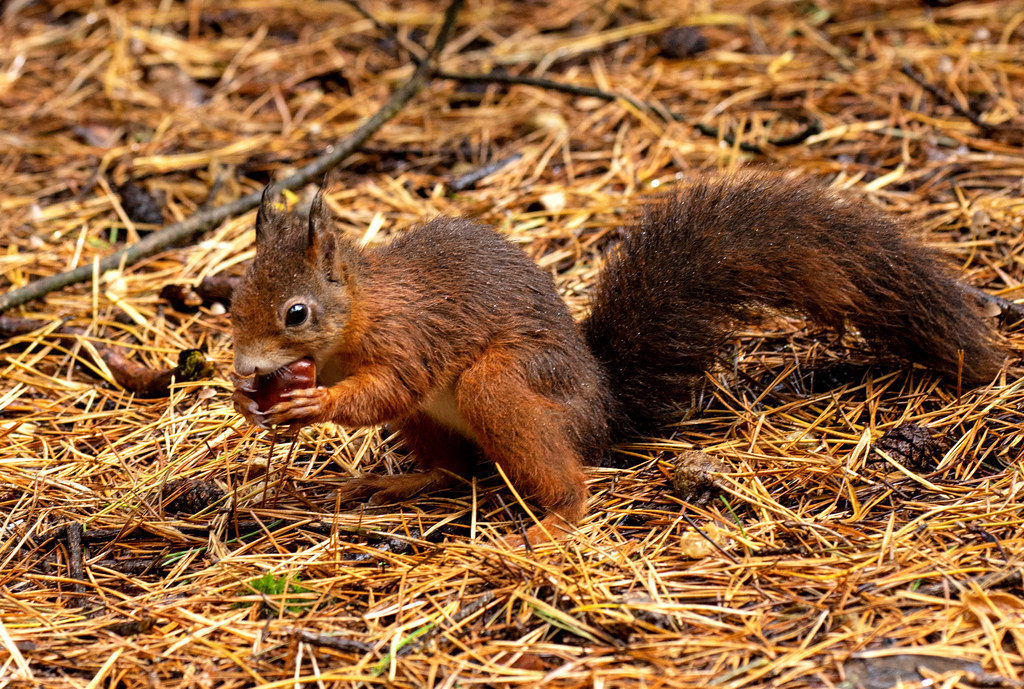 DSC_3658 Red squirrel national trust formby paul yates Flickr