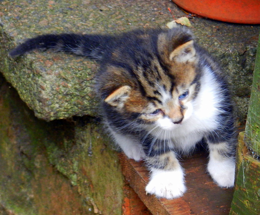 One of Fluff's second litter of kittens at four weeks old.… Flickr