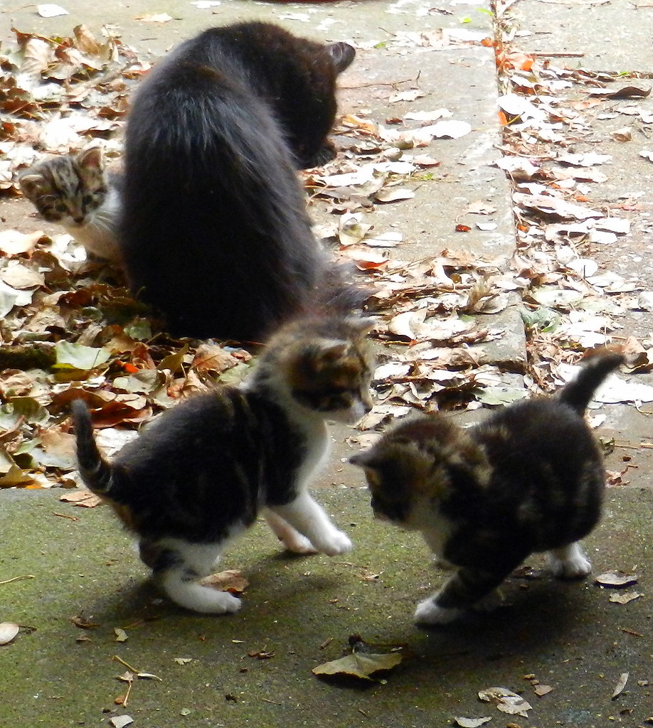 Fluff and three of her second litter of kittens at four we… Flickr