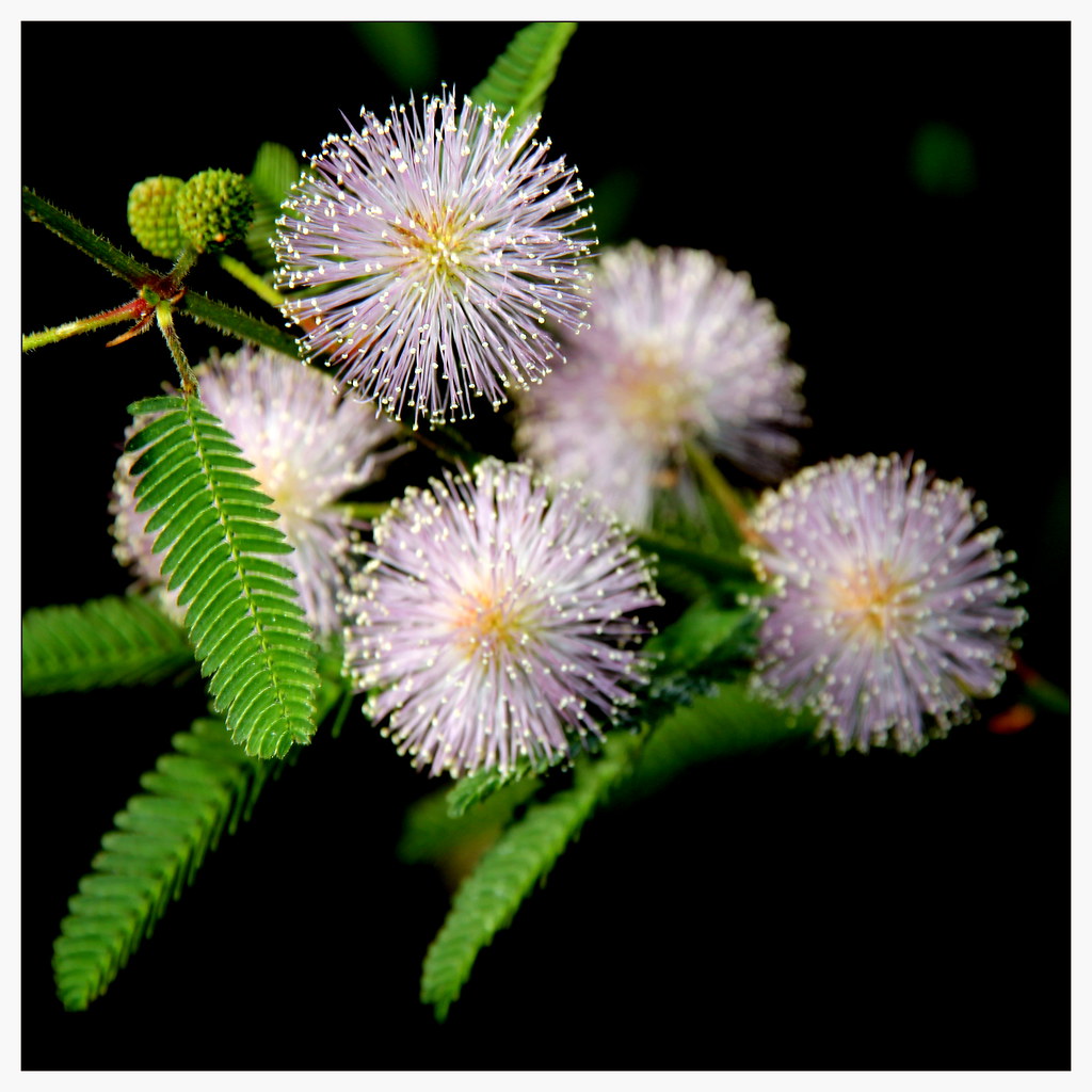 mimosa pudica mimosa pudica manuel m. v. Flickr