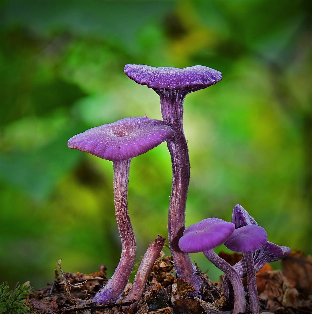 Amethyst Deceiver Laccaria amethystina Amethyst Deceiver, … Flickr