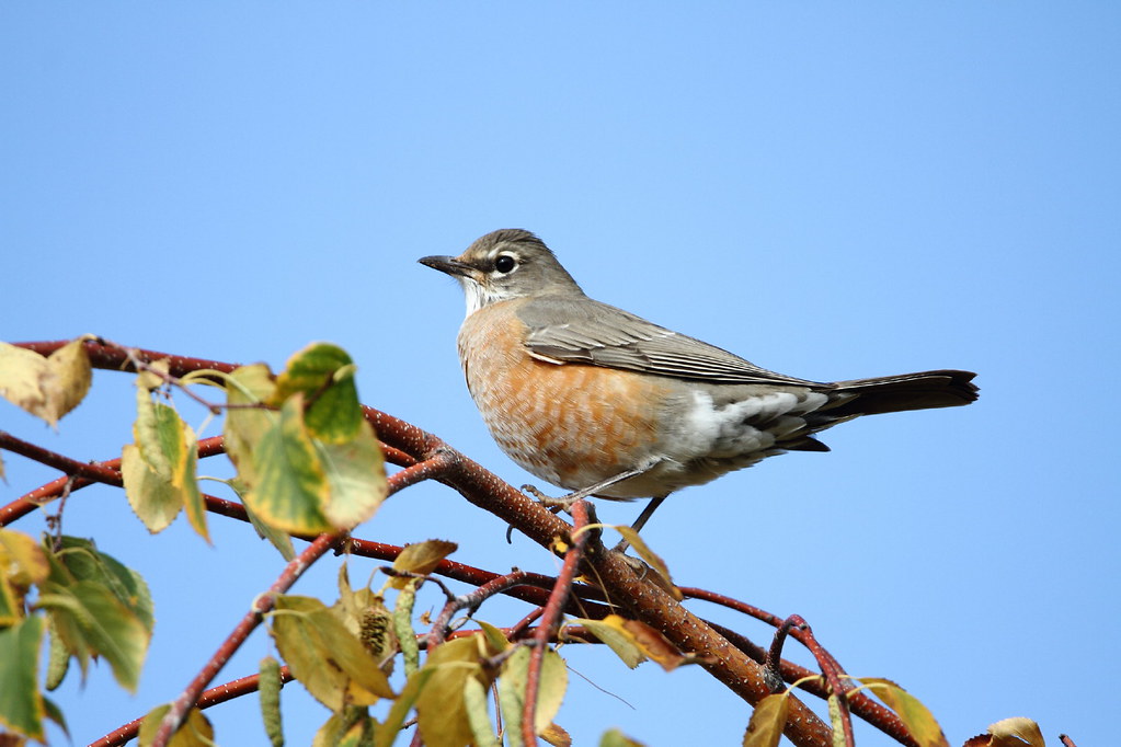 American Robin Yard birds, Yakima County, Washington. IMG