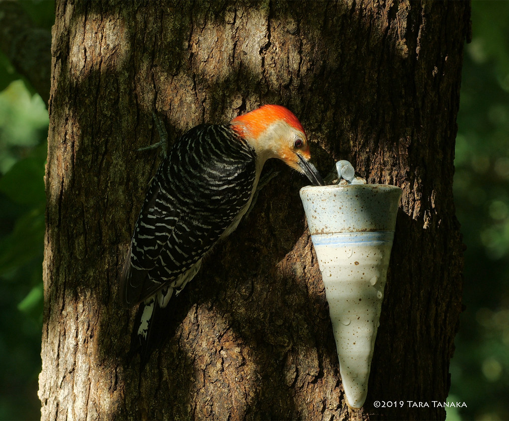 20190523 Water for woodpeckers during a drought In May w… Flickr