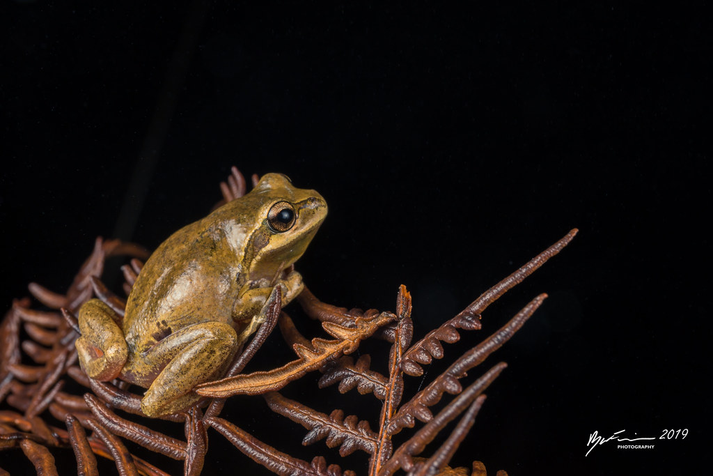 Whistling Tree Frog Litoria verreauxii. Point Lookout, New… Flickr