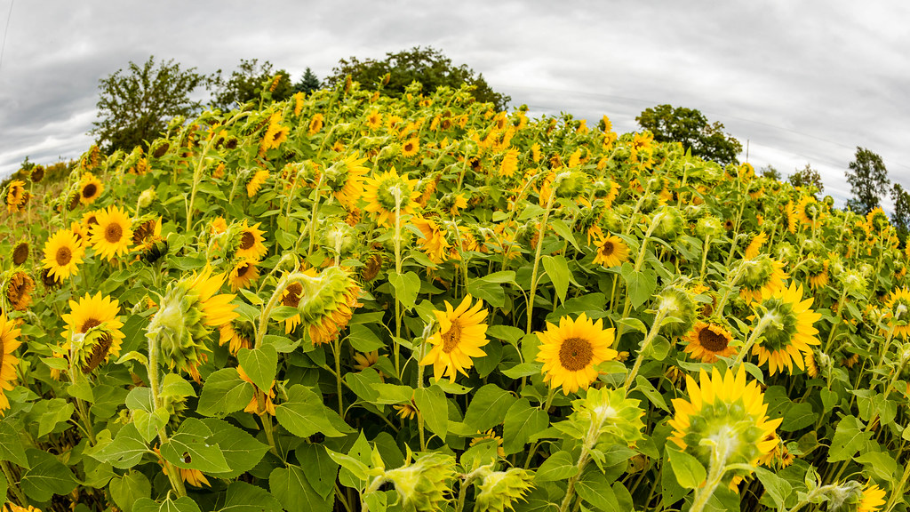 Fall Sunflowers Grand Blanc, MI Thomas Flickr