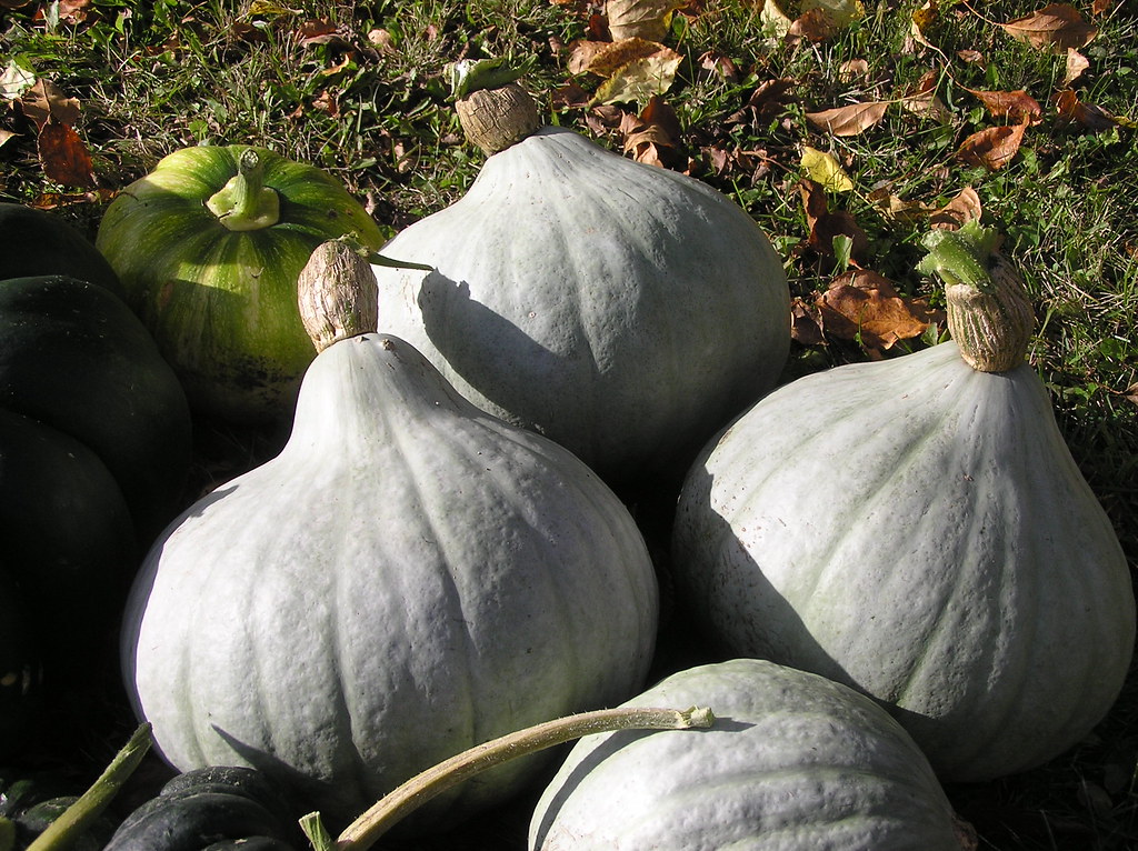 Squash 'Blue Ballet' 28.09.2019 Villu Lükk Flickr