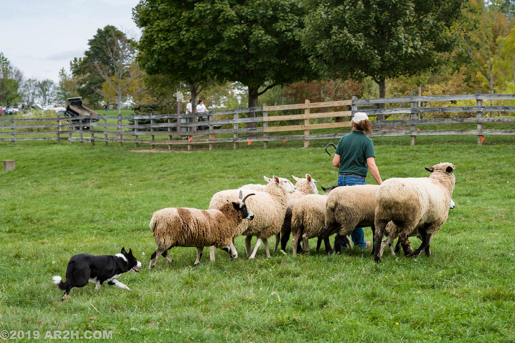 Herding Sheep Herding Sheep with Tot the Border Collie