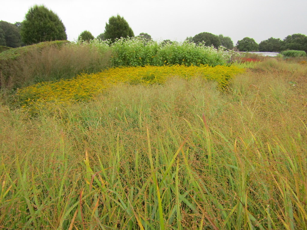 The golden Prairie Sussex Prairie Garden near Henfield, We… Flickr