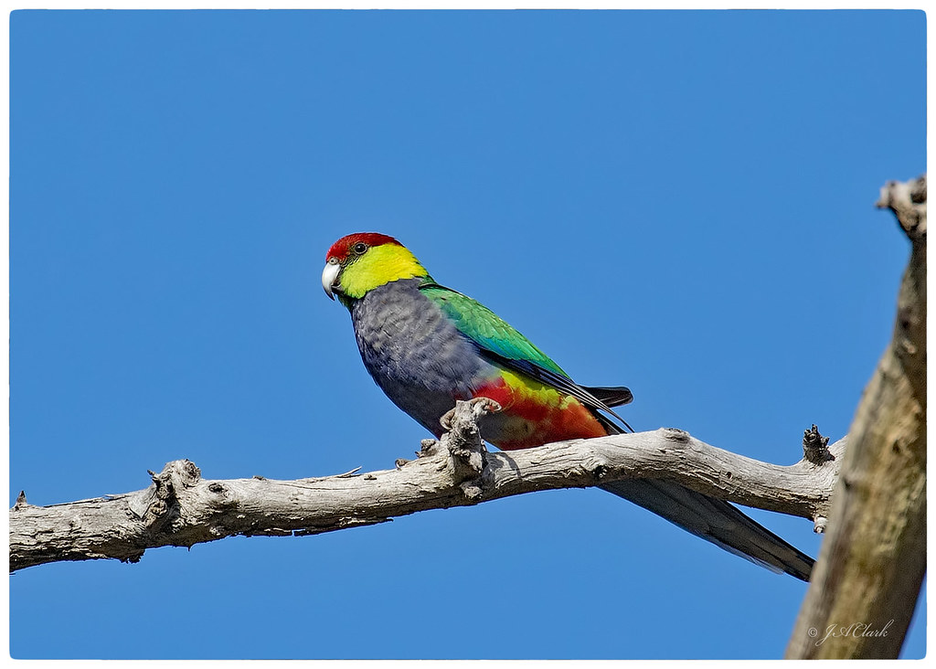 Redcapped Parrot_C8A2583w Bungendore Park, WA Julie Clark Flickr