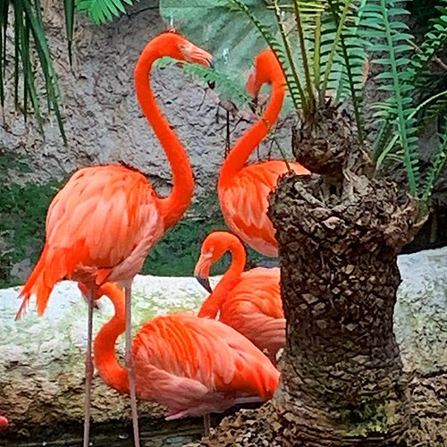 Dallas World Aquarium dwa flamingos via Instagram ift.tt… Flickr