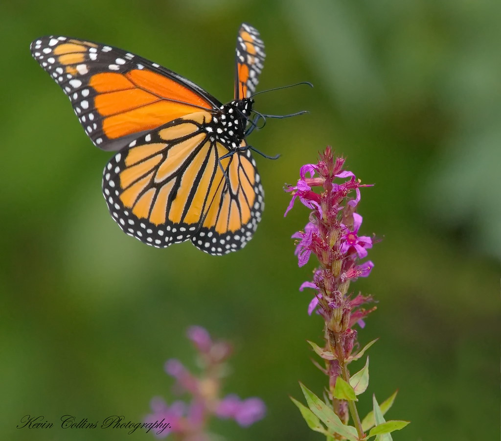 Monarch Butterfly landing. KEVIN COLLINS Flickr