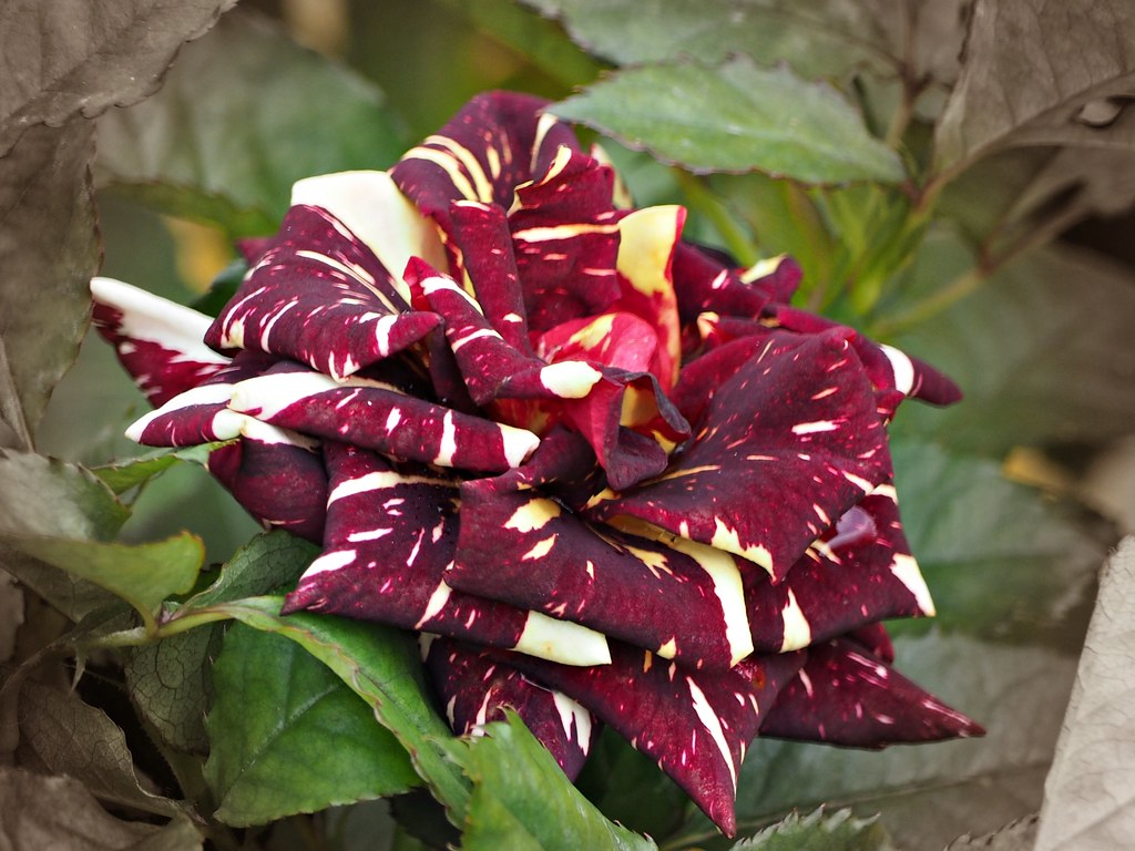 Meteorshower Rose P3211747 Hong Kong Flower Show 2019 香