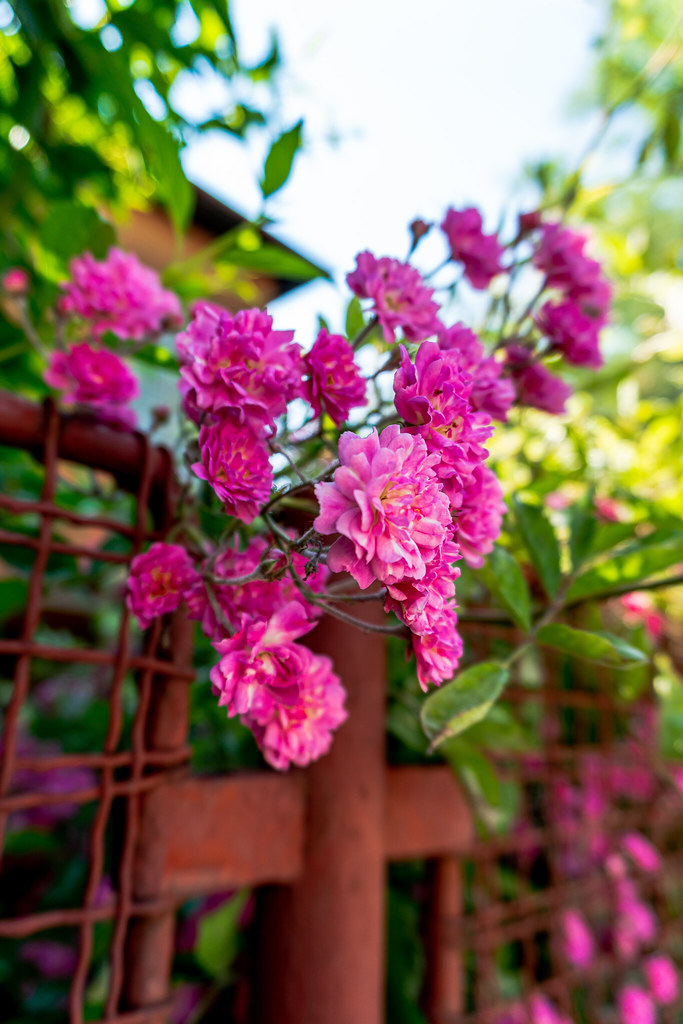 Endangered Roses Another one of my "rose curse" photograph… Flickr