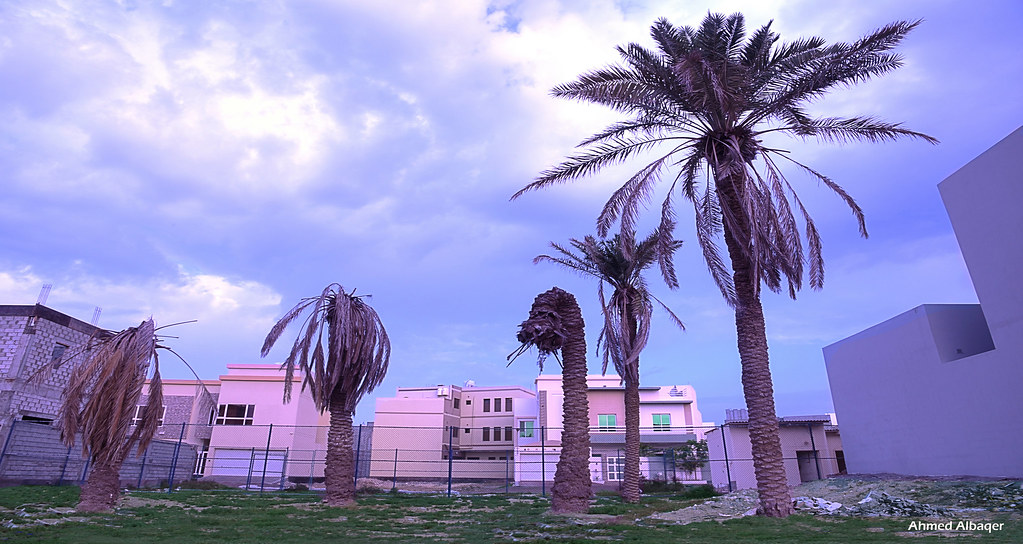 The sad end of the palm trees .. النهاية المؤلمة لنخيل مزر