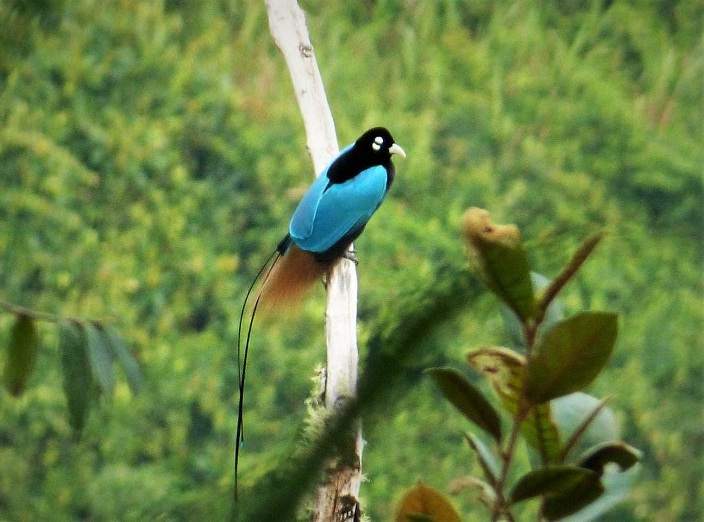 Blue Bird of Paradise Paradisaea rudolphi Enga Province, W… Flickr