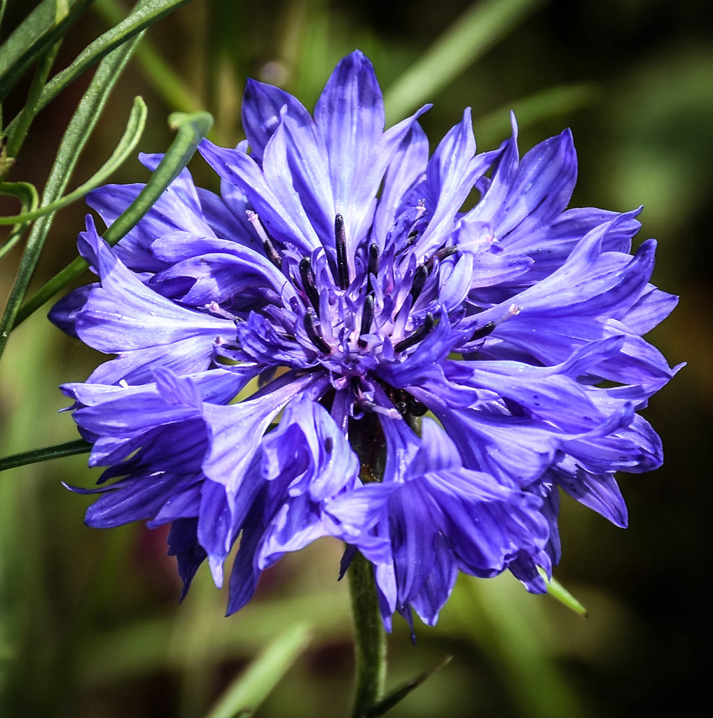 Blue Cornflower I adore these blue cornflowers.....this wa… Flickr