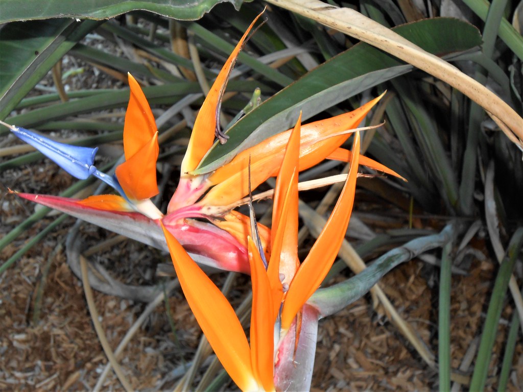 Strelitzia flower, Coffs Harbour, NSW Roslyn Russell Flickr