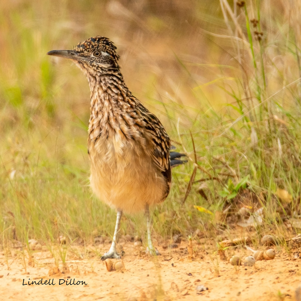 What To Feed Young Roadrunner