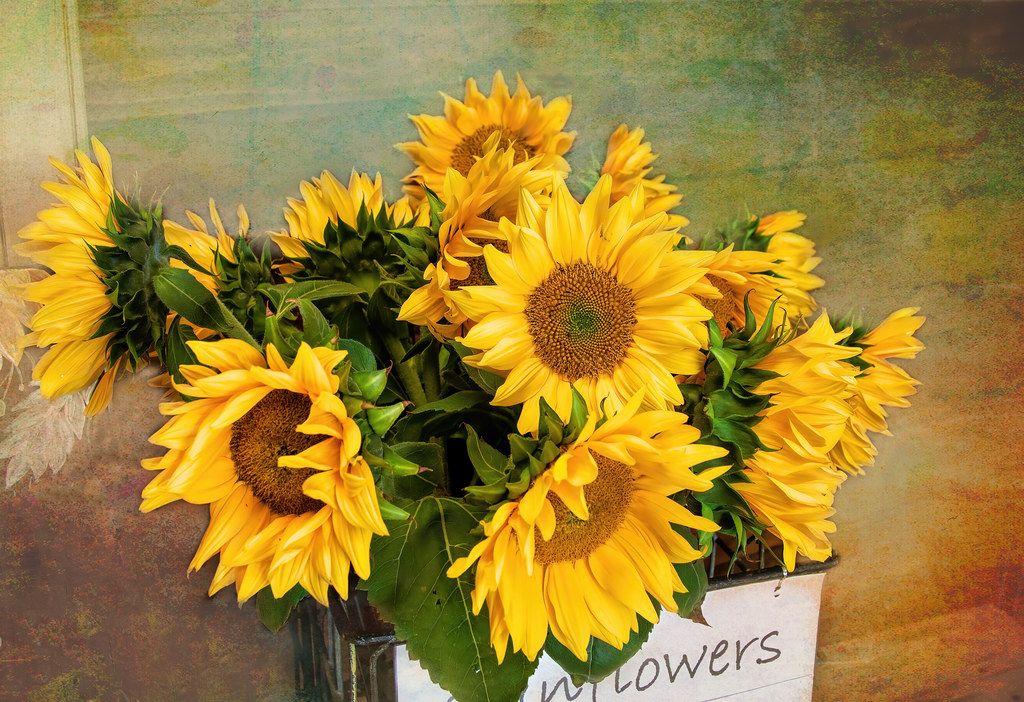 Sunflowers for sale I went today to a creamery that have h… Flickr