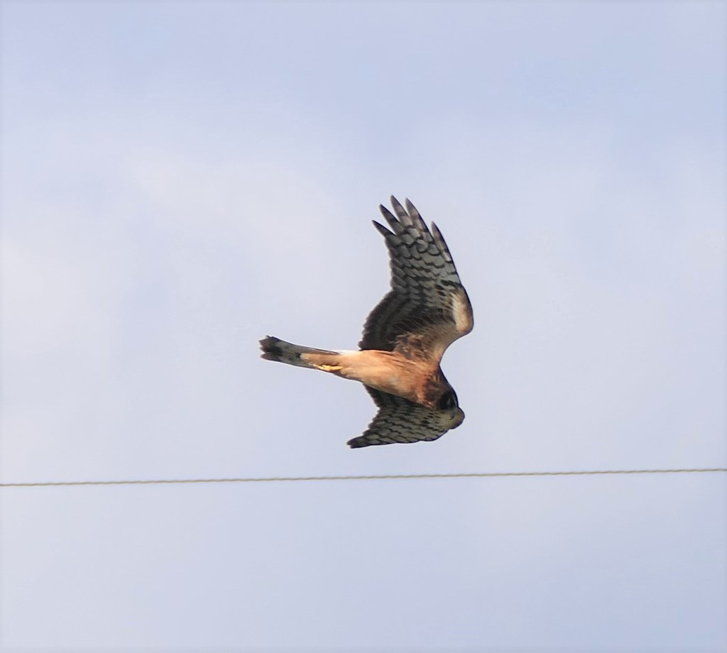 Northern Harrier Trout Run WWTP Garrett County Md 10419 … Flickr