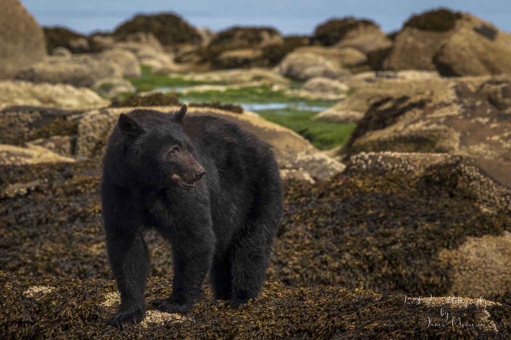 Vancouver Island Black Bear Ursus americanus vancouveri
