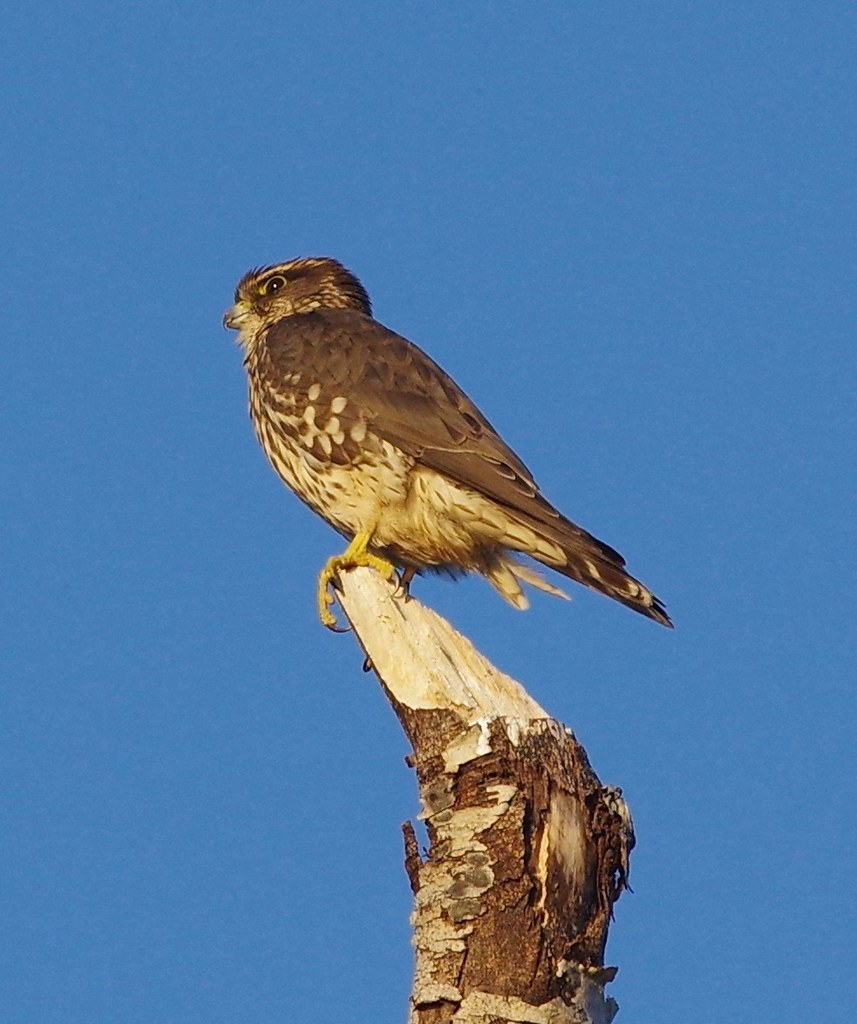 Merlin Torbert McDonald Park, Medford, MA Alan Trautmann Flickr