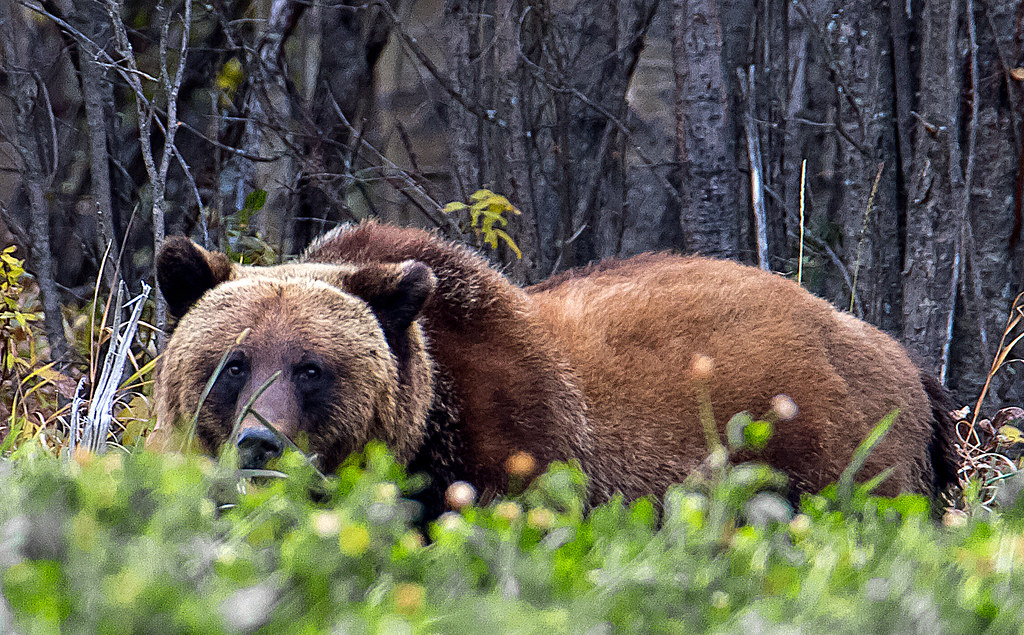 Grizzly Bear. Grande Prairie, Alberta. October 2019. Flickr