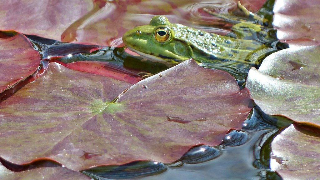 Frosch auf Seerosenblatt Botanischer Garten Augsburg Flickr