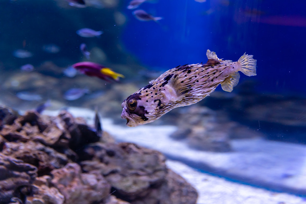 Florida Aquarium Puffer Fish Florida Aquarium Puffer Fish … Flickr