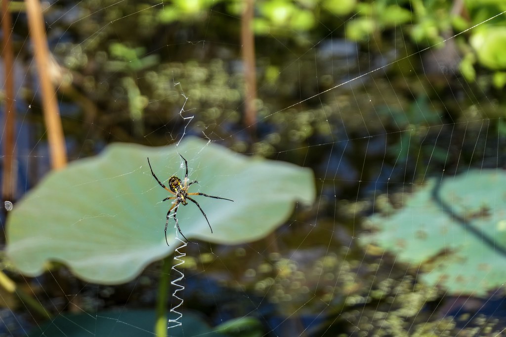 ZigZag Spider Ventral view of Argiope aurantia, a Black &??? Flickr