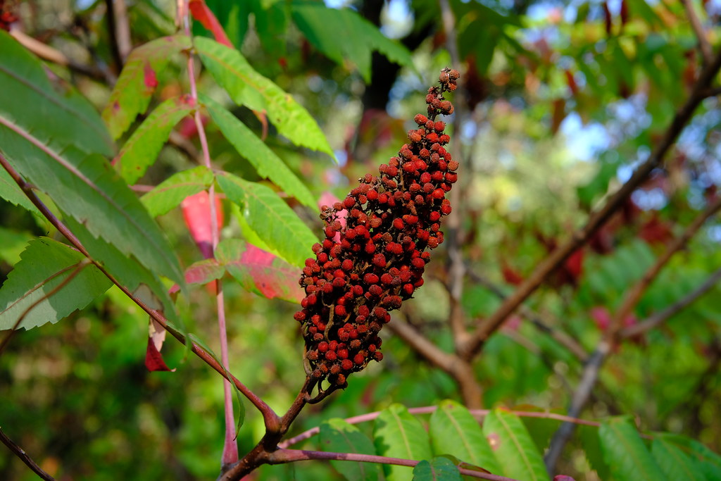 Poison Sumac Berries Gene Ellison Flickr