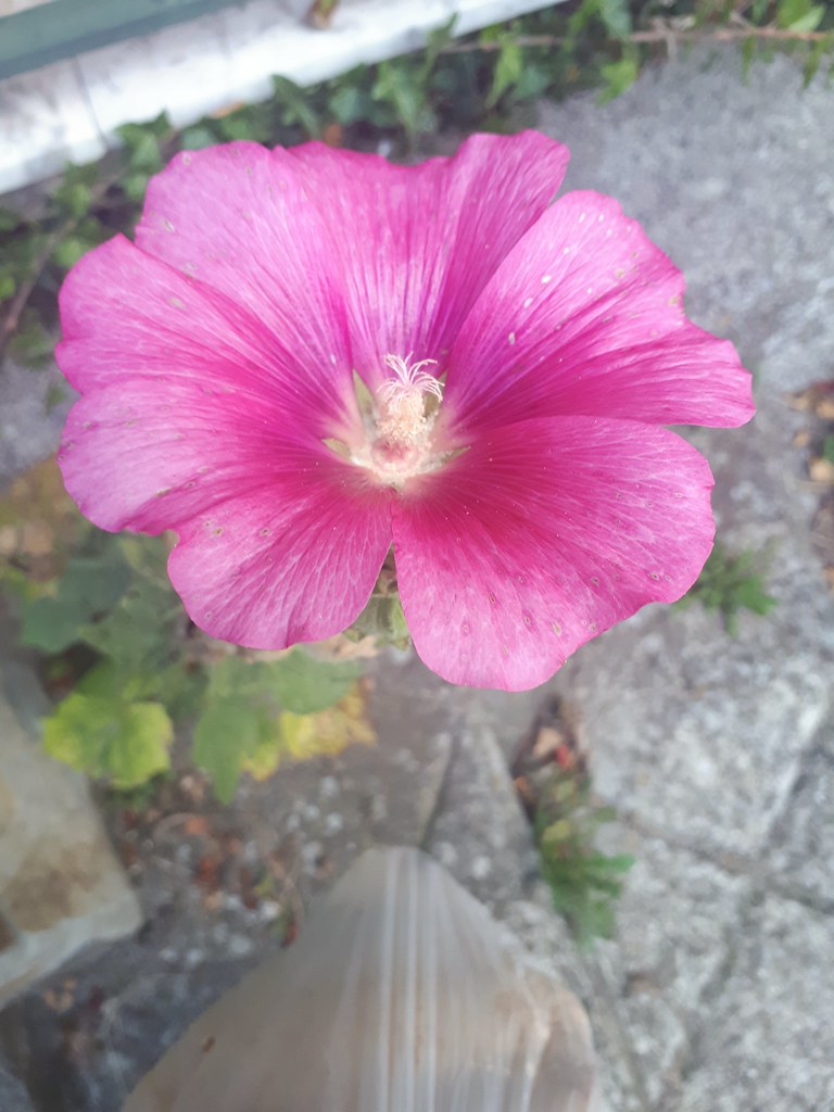 Piccolo fiore rosa Vivere non è abbastanza , bisogna avere… Flickr