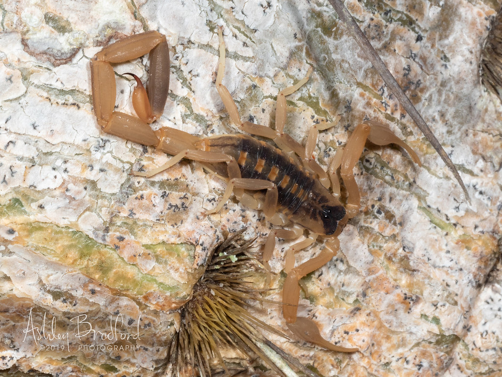 Halloween Scorpion a photo on Flickriver