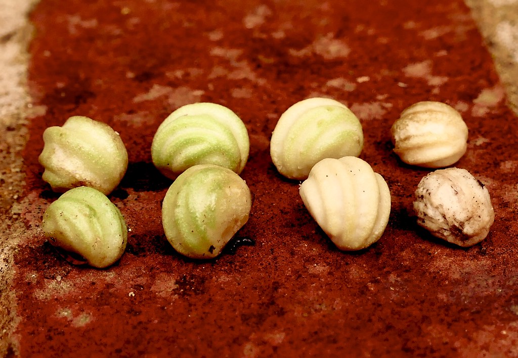 Attention nasturtium seeds. Nasturtium seeds plus the tini… Flickr