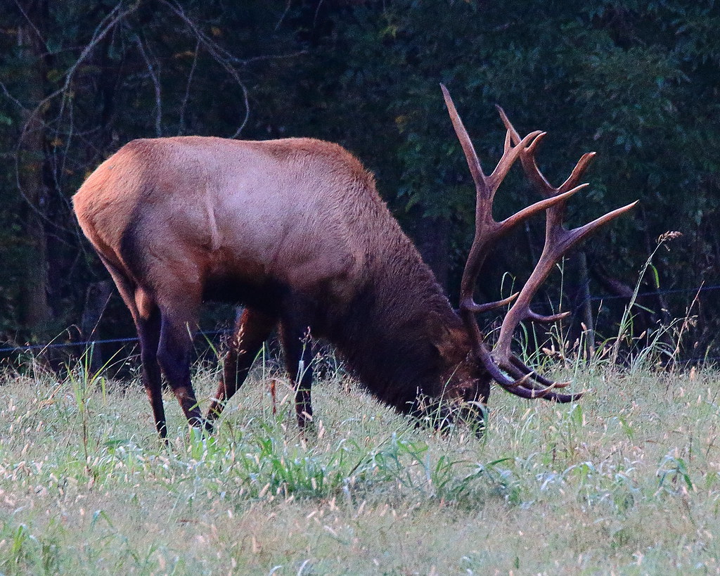 Boxley Valley Elk Northwest Arkansas Dan Davis Flickr
