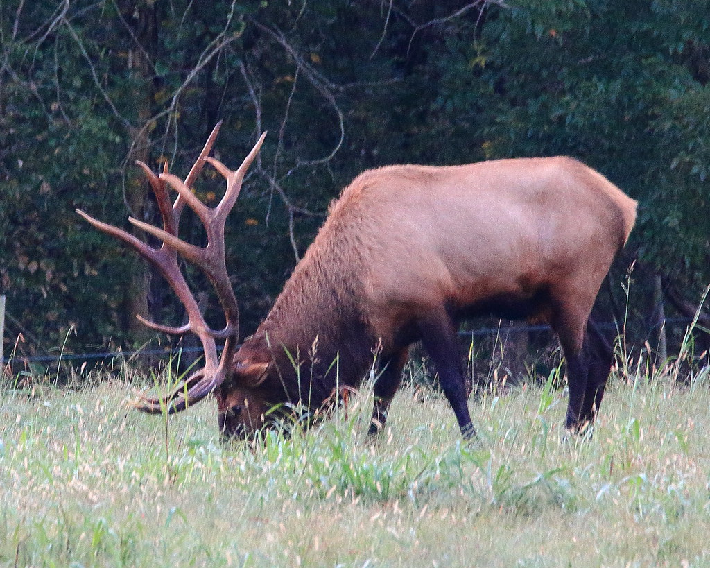 Boxley Valley Elk Northwest Arkansas Dan Davis Flickr