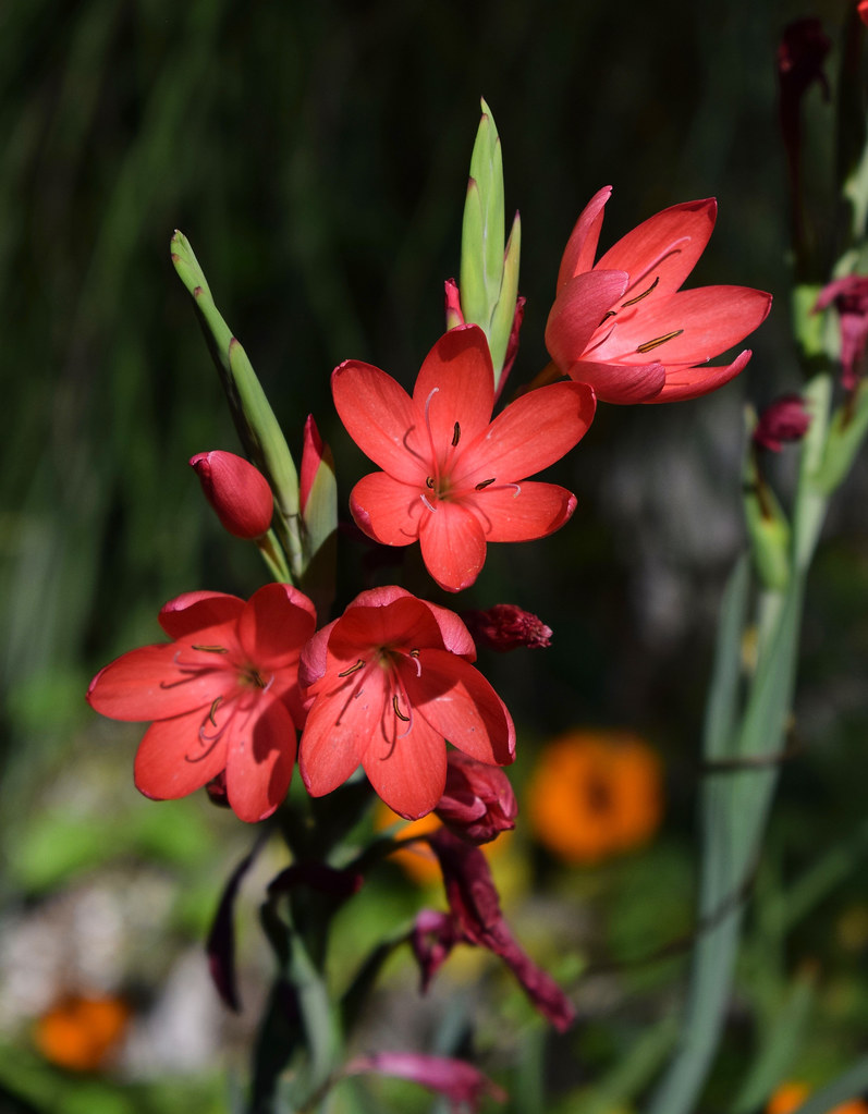 Kaffir Lilies MJ Harbey Flickr