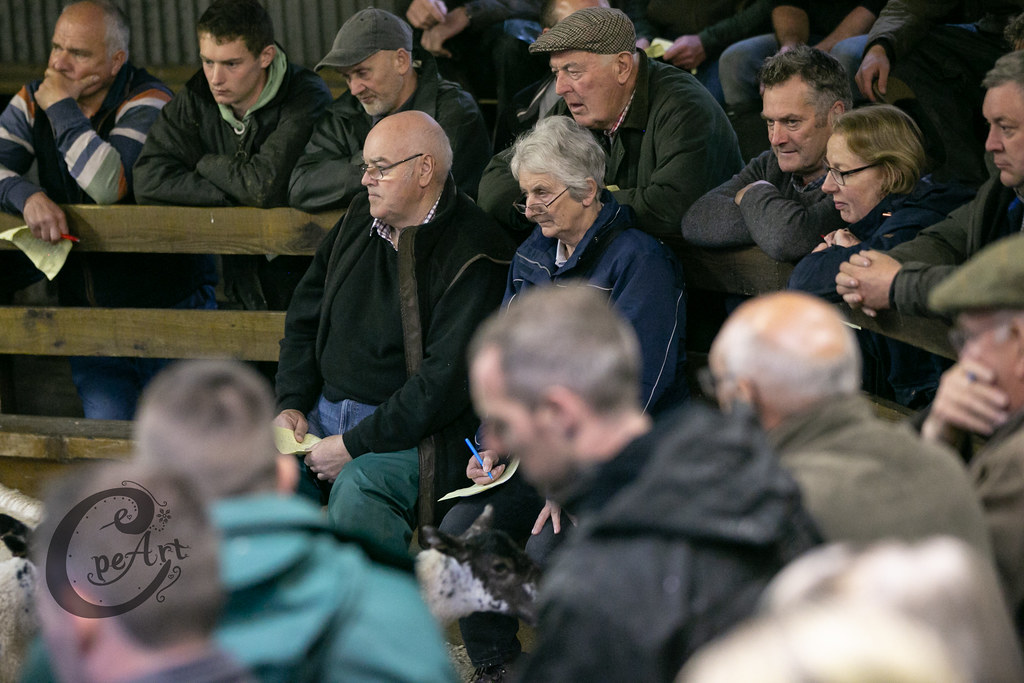 Chapel Mule Gimmers 201982 Barnard Castle Auction Mart Flickr