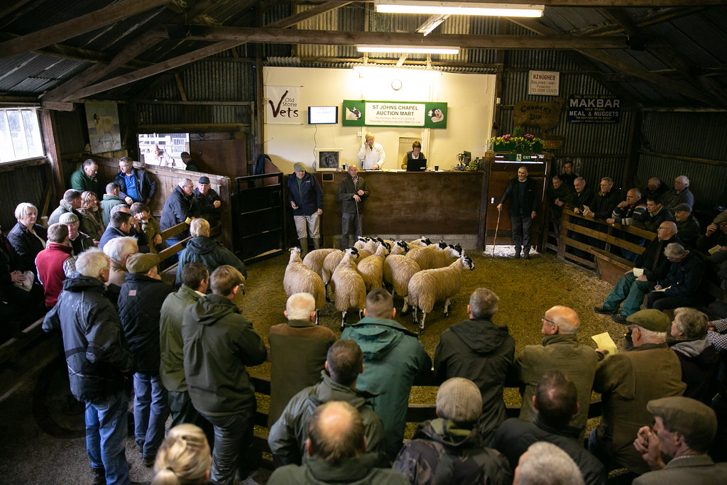 Chapel Mule Gimmers 201991 Barnard Castle Auction Mart Flickr