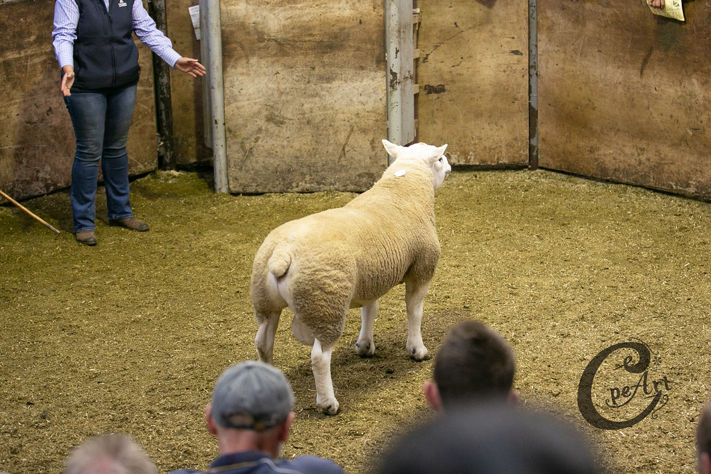 2019 Ram Sale 198 Barnard Castle Auction Mart Flickr