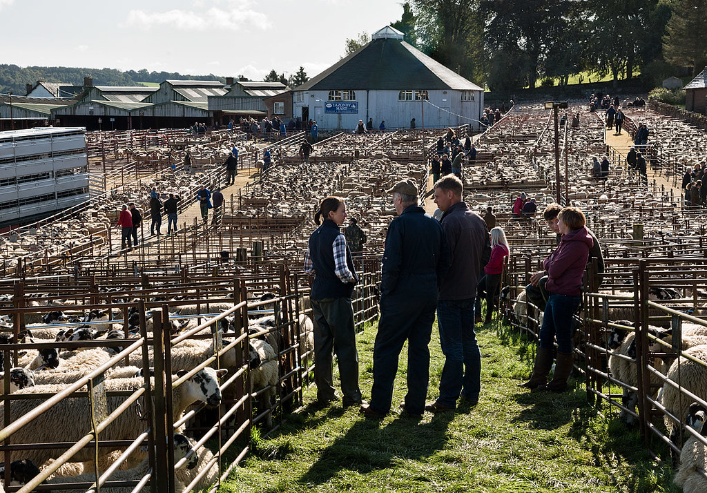 Lazonby Auction Mart, Cumbria Alston Moor Sale of 17,055 Mule Gimmer