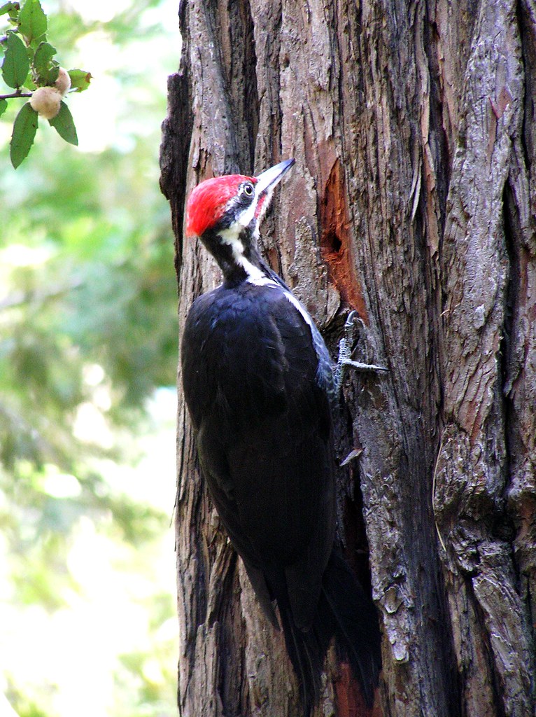 Woodpecker, Yosemite National Park Shell Flickr