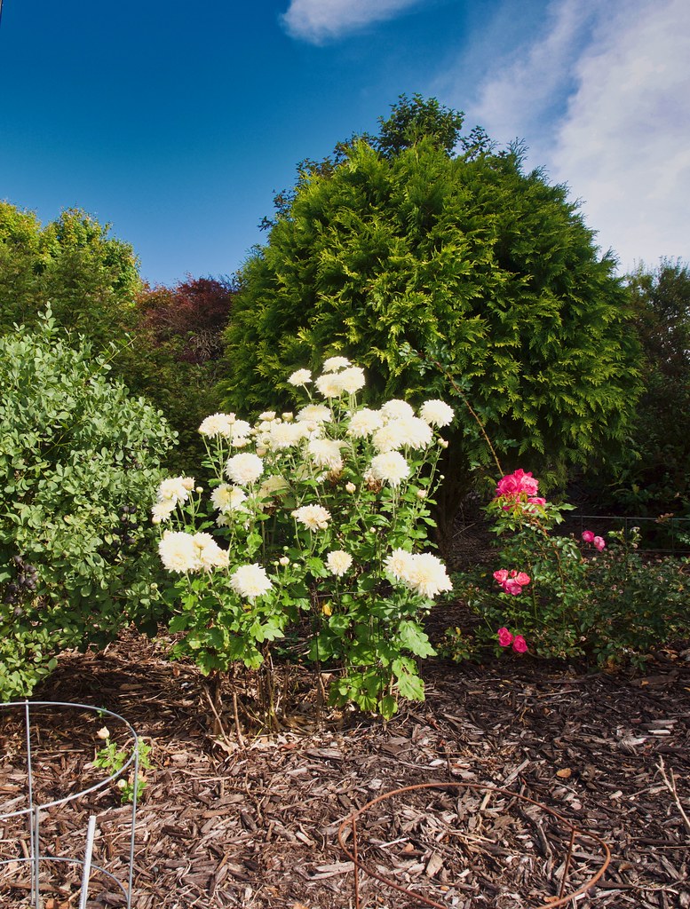 Chrysanthemum 'French Vanilla' () 2019 photo Chrysanthemum… Flickr