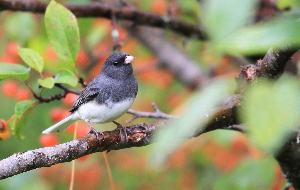 Darkeyed JuncoJunco ardoisé ( Richard ) bird migration i… Flickr